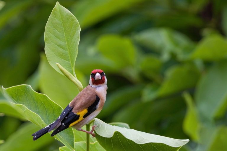 goldfinch, bird, animal-8064742.jpg