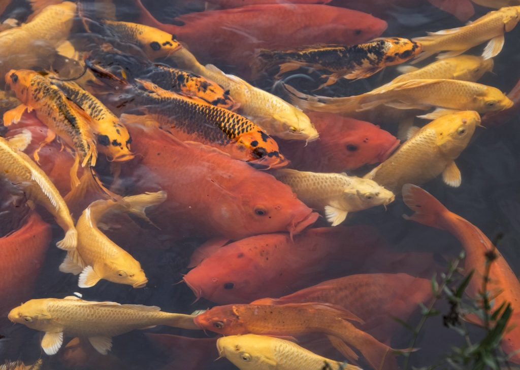 koi pond, koi, fish-7709388.jpg