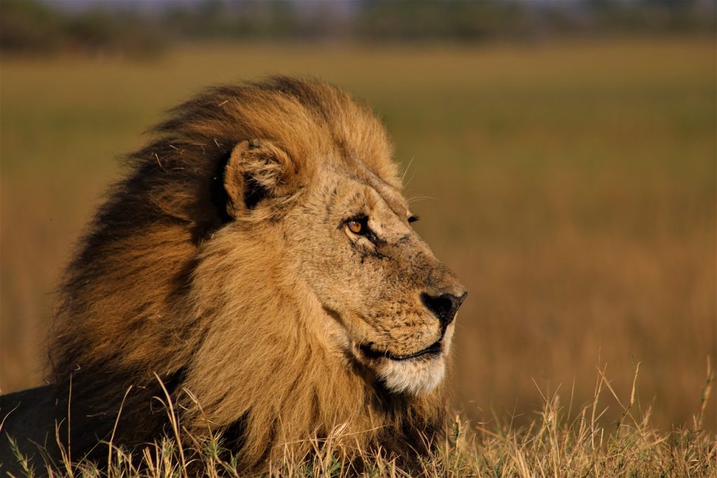 lion, pet, male lion-5218109.jpg
